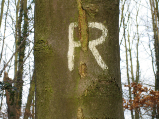 Baum R