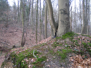 Baum Ableger