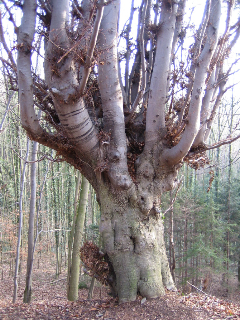 Baum viele