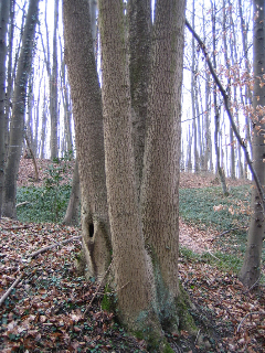 Baum Vierling