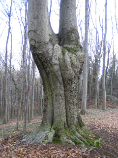 Baum Zwilling